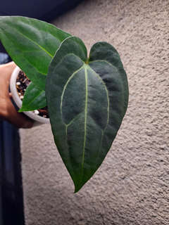Anthurium Carlablackiae x (Golden Sunrise x RVDP)
