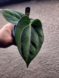 Anthurium Carlablackiae x (Golden Sunrise x RVDP)