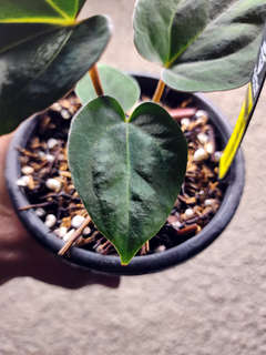 Anthurium Carlablackiae x (Golden Sunrise x RVDP)