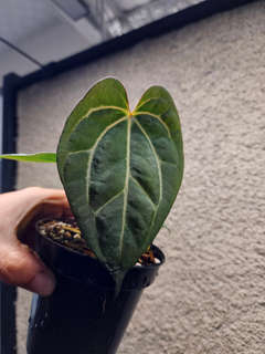 Anthurium Carlablackiae x (Golden Sunrise x RVDP)