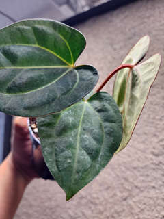 Anthurium Carlablackiae x (Golden Sunrise x RVDP)