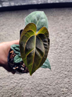Anthurium Carlablackiae x (Golden Sunrise x RVDP)