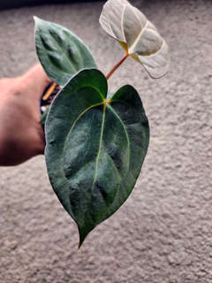 Anthurium Carlablackiae x (Golden Sunrise x RVDP)
