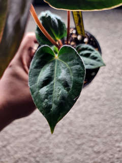 Anthurium Carlablackiae x (Golden Sunrise x RVDP)