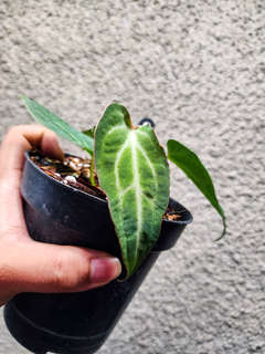 Anthurium Mutated Blood Queen