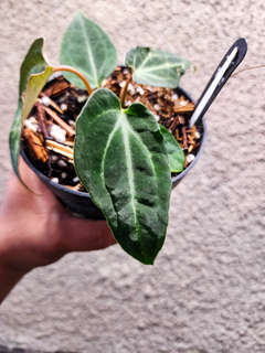 Anthurium Mutated Blood Queen