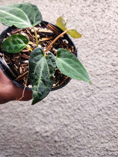 Anthurium Mutated Blood Queen