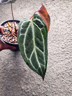 Anthurium BVIT x (Zara Michelle)