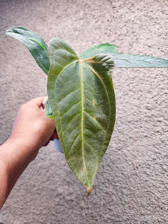 Anthurium sp Panama x Indo Hoffmanii X