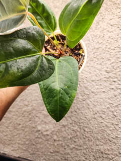 Anthurium sp Panama x Indo Hoffmanii X