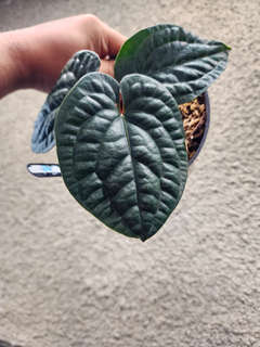 Anthurium Radicans