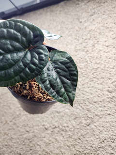 Anthurium Radicans
