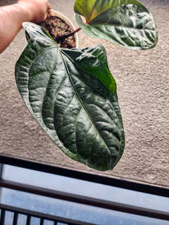 Anthurium Radicans x Hookeri