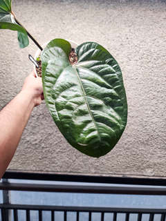 Anthurium Radicans x Hookeri