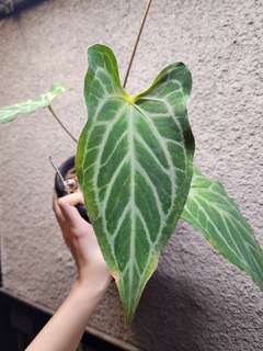 Anthurium Red Spider x Muchlis