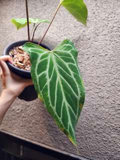Anthurium Red Spider x Muchlis