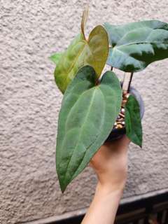 Anthurium RLFS x Ace of Spades DF