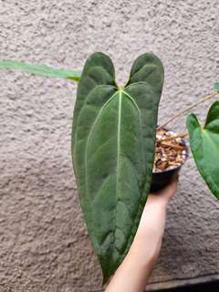 Anthurium RLFS x Red Vein Dark Phoenix