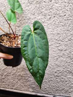 Anthurium RLFS x Red Vein Dark Phoenix