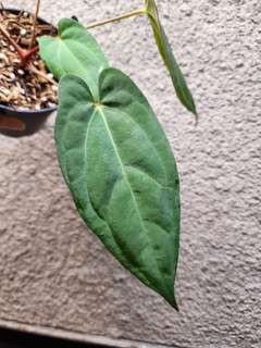 Anthurium RLFS x Red Vein Dark Phoenix