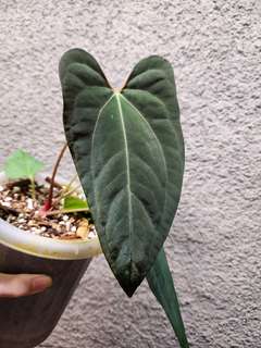 Anthurium RLFS x Red Vein Dark Phoenix
