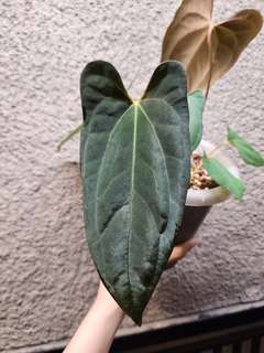 Anthurium RLFS x Red Vein Dark Phoenix