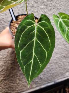 Anthurium Bigfoot x Red Spider