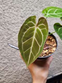 Anthurium Bigfoot x Red Spider