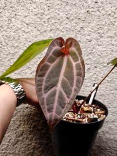 Anthurium BVIT x (Zara Michelle)