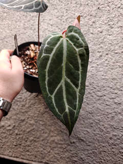 Anthurium BVIT x (Zara Michelle)