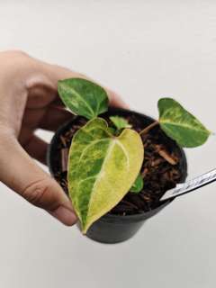 Anthurium Variegated Portillae x (Muchlis x RC)