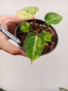 Anthurium Variegated Portillae x (Muchlis x RC)