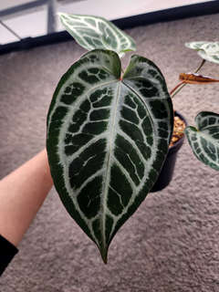 Anthurium Mojang Geulis