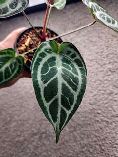 Anthurium Mojang Geulis