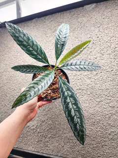 Leea sp. Asmat Silver