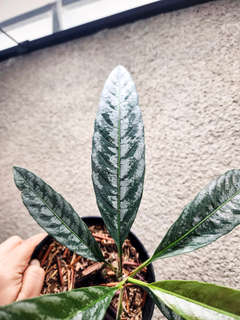 Leea sp. Asmat Silver