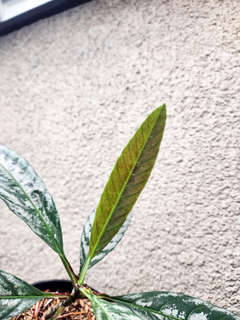 Leea sp. Asmat Silver