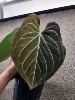 Anthurium HU/King of Spades