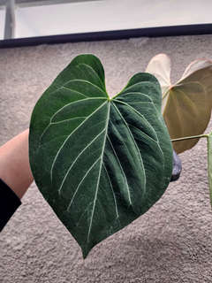 Anthurium HU/King of Spades