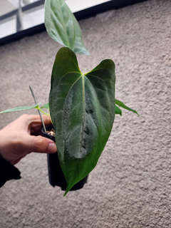 Anthurium RLFS x Dark Phoenix