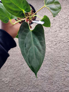 Anthurium RLFS x Dark Phoenix