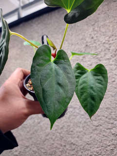 Anthurium RLFS x Dark Phoenix