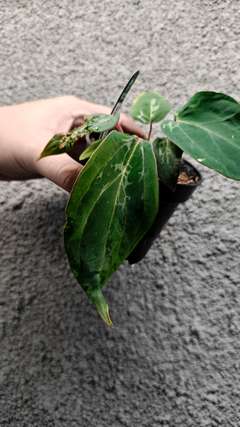 Anthurium Mutated Blister Variegated Ace of Spades x BVEP Clone