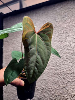 Anthurium RLFS x Red Vein Dark Phoenix
