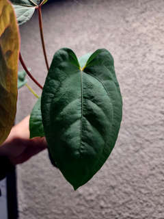 Anthurium RLFS x Red Vein Dark Phoenix