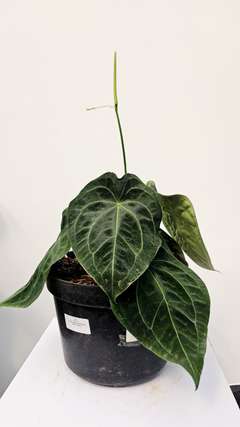 Anthurium Forgetii Pigskin Flowering
