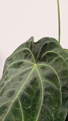 Anthurium Forgetii Pigskin Flowering