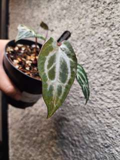 Anthurium Mutated Silver Blush x (Zara x Michelle)