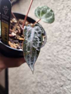 Anthurium Mutated Silver Blush x (Zara x Michelle)