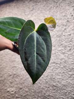 Anthurium Carlablackiae x (Golden Sunrise x RVDP)